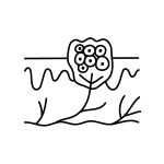 Line drawing of a cluster of circular cells on the skin surface with squiggly lines above and branching lines below, possibly representing nerves or vessels under the skin—an illustration that evokes the science behind wellness and anti-aging, central to the philosophy at the Institute For Ageless Living.