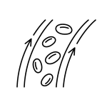 Simple black and white drawing of blood cells flowing through a blood vessel, indicated by oval shapes inside parallel curved lines with arrows showing direction—a visual often used in wellness and anti-aging materials from the Institute For Ageless Living.